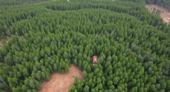 Timber Industry Crisis Hits South Carolina Hard
