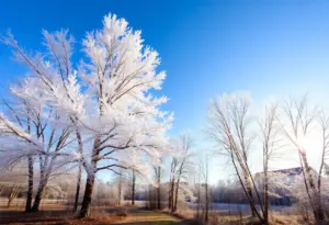 Frosty winter morning in Clinton, South Carolina