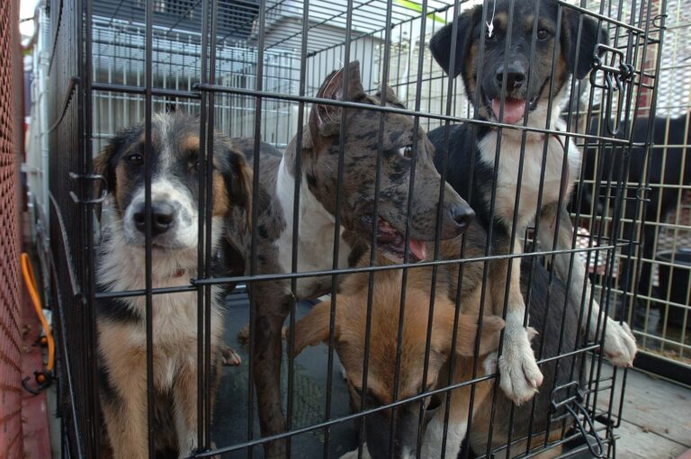 Laurens County Shelter 31 Dogs Over Capacity Near Clinton