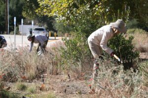 Volunteers weeding a garden on a fall day