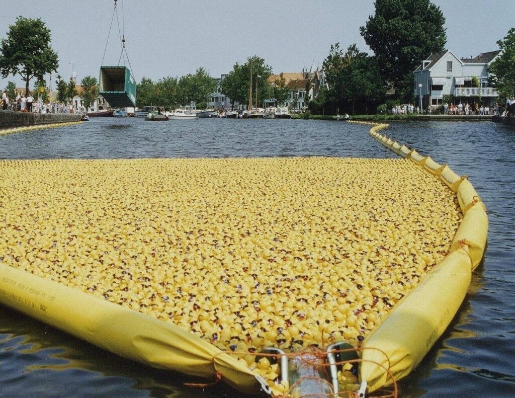 Thousands of rubber ducks corralled on a river for a charity duck race